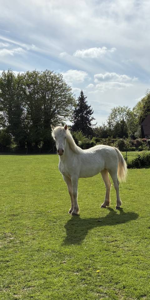 Potranca Welsh Poni (Secci&oacute;n D), Welsh Cob  En venta 2025 Crema por Ubiwan des colines