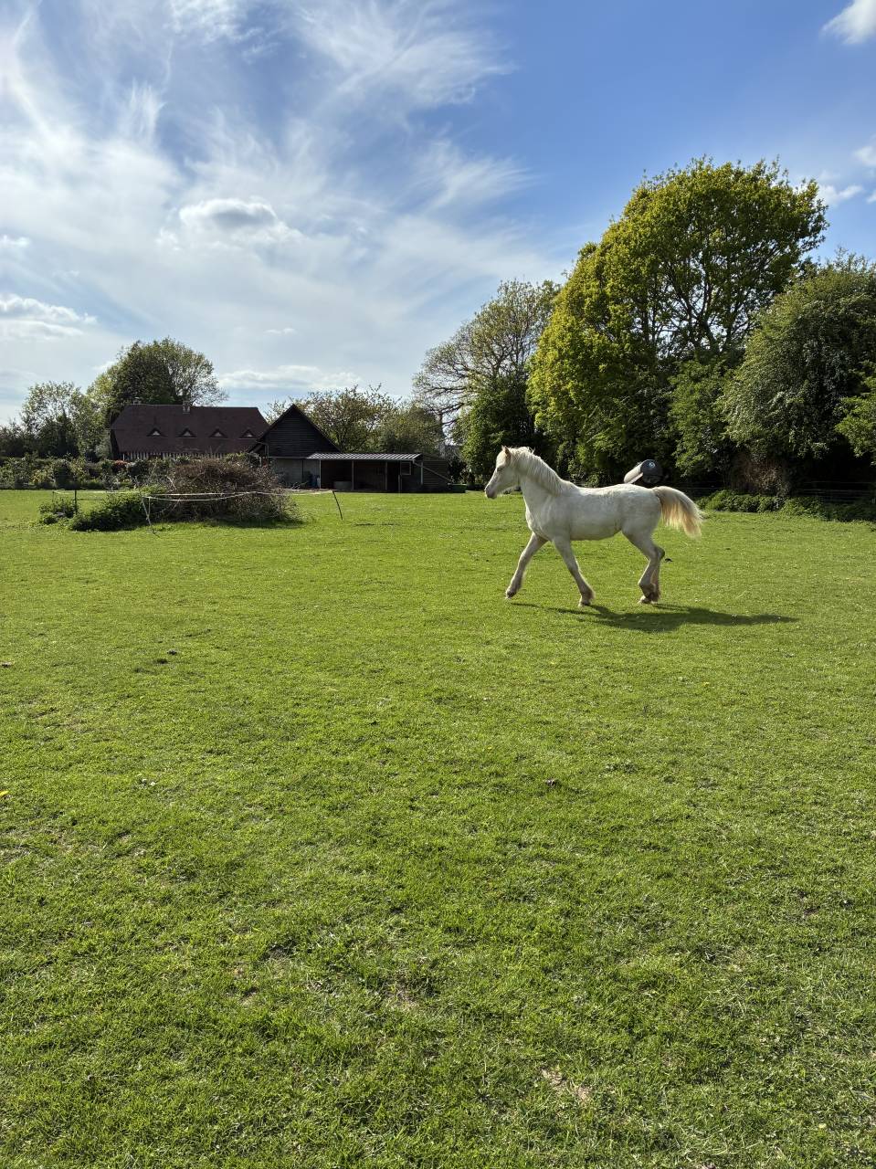 Potranca Welsh Poni (Secci&oacute;n D), Welsh Cob  En venta 2025 Crema por Ubiwan des colines
