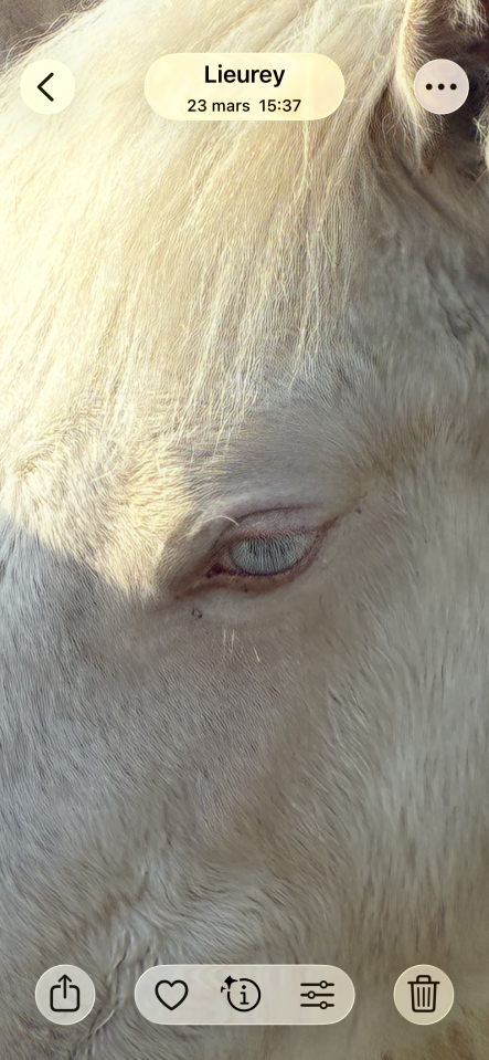 Potranca Welsh Poni (Secci&oacute;n D), Welsh Cob  En venta 2025 Crema por Ubiwan des colines