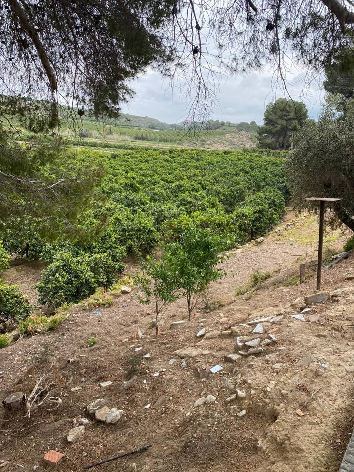 Potro Abtenauer En venta 2021 Alaz&aacute;n