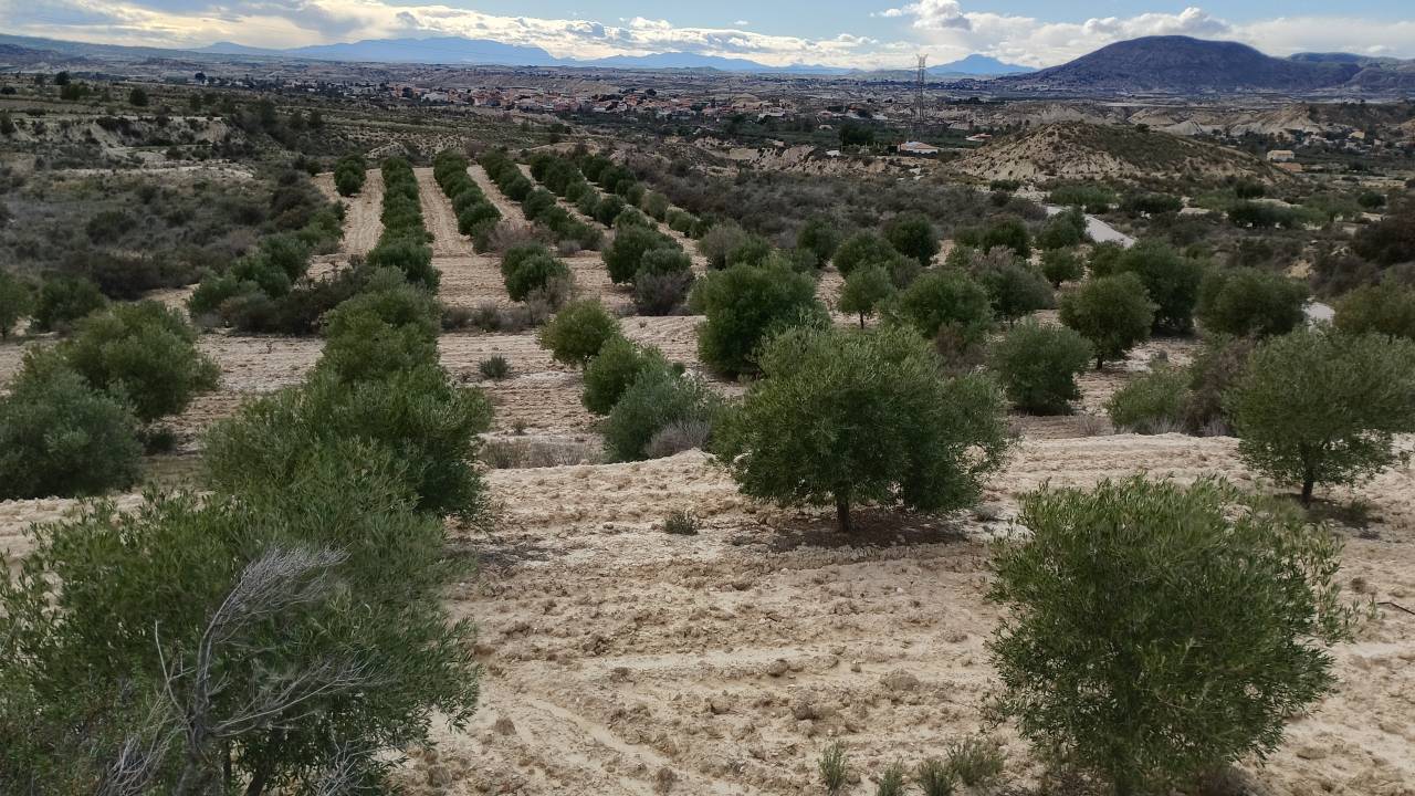 Potro Abtenauer En venta 2021 Alaz&aacute;n
