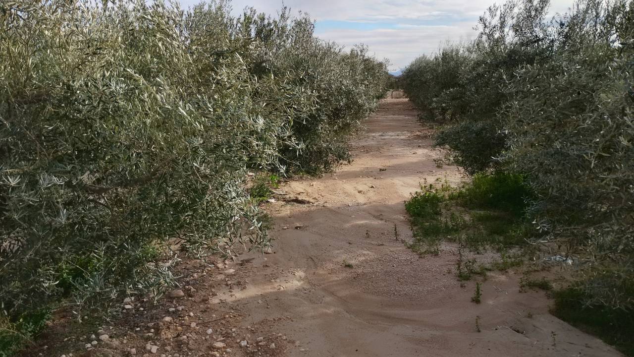 Potro Abtenauer En venta 2021 Alaz&aacute;n