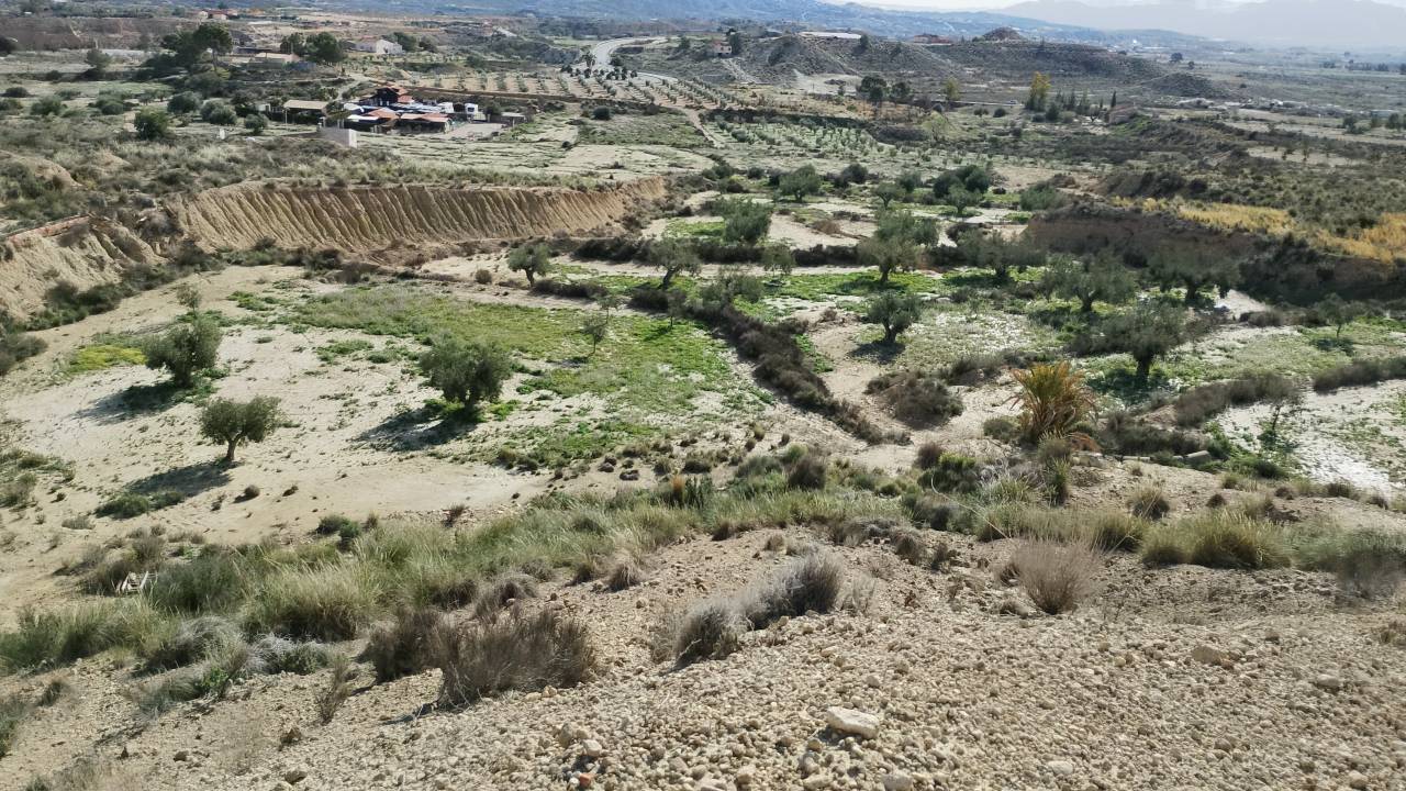 Potro Abtenauer En venta 2021 Alaz&aacute;n