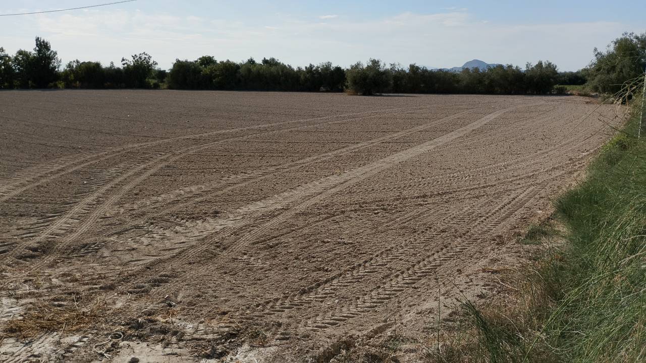 Potro Abtenauer En venta 2021 Alaz&aacute;n