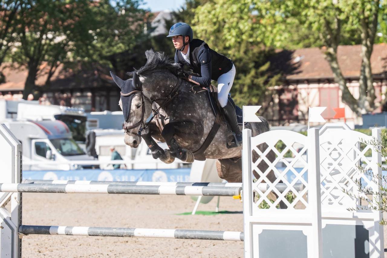 Caballo castrado Silla Franc&eacute;s En venta 2019 Tordo