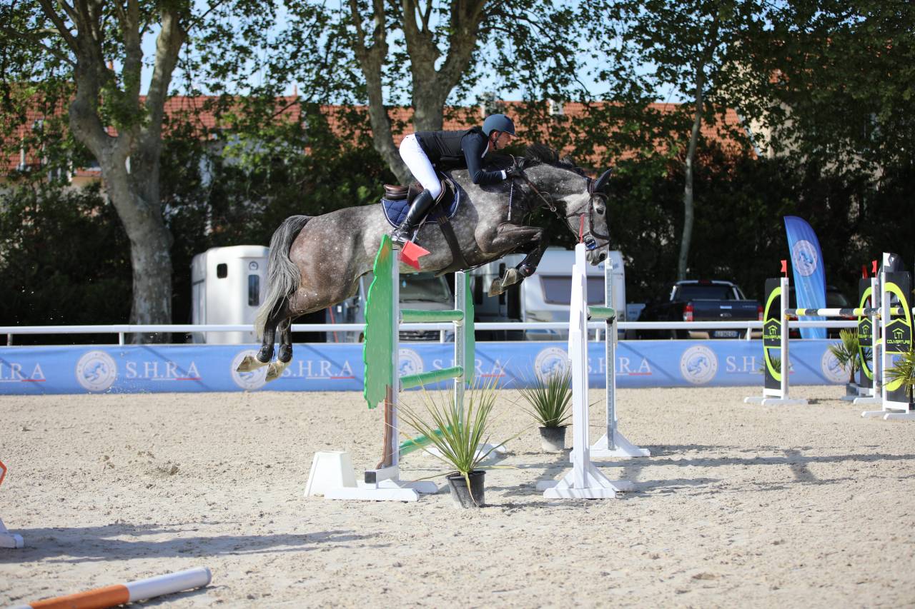 Caballo castrado Silla Franc&eacute;s En venta 2019 Tordo