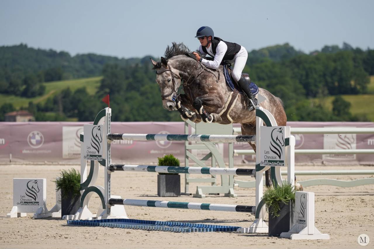 Caballo castrado Silla Franc&eacute;s En venta 2019 Tordo