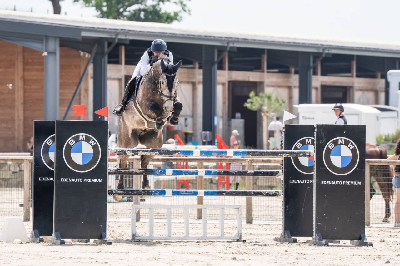 Caballo castrado Silla Franc&eacute;s En venta 2019 Tordo