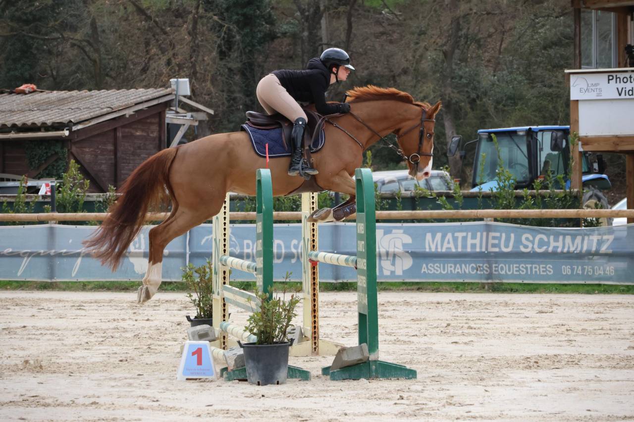 Caballo castrado Silla Franc&eacute;s En venta 2020 Alaz&aacute;n