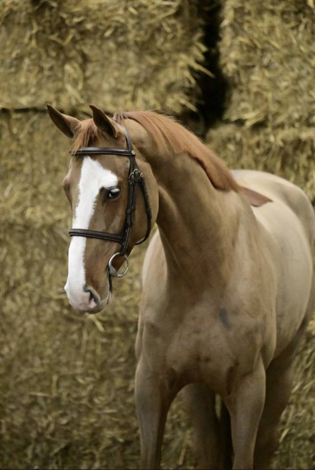 Caballo castrado Silla Franc&eacute;s En venta 2020 Alaz&aacute;n