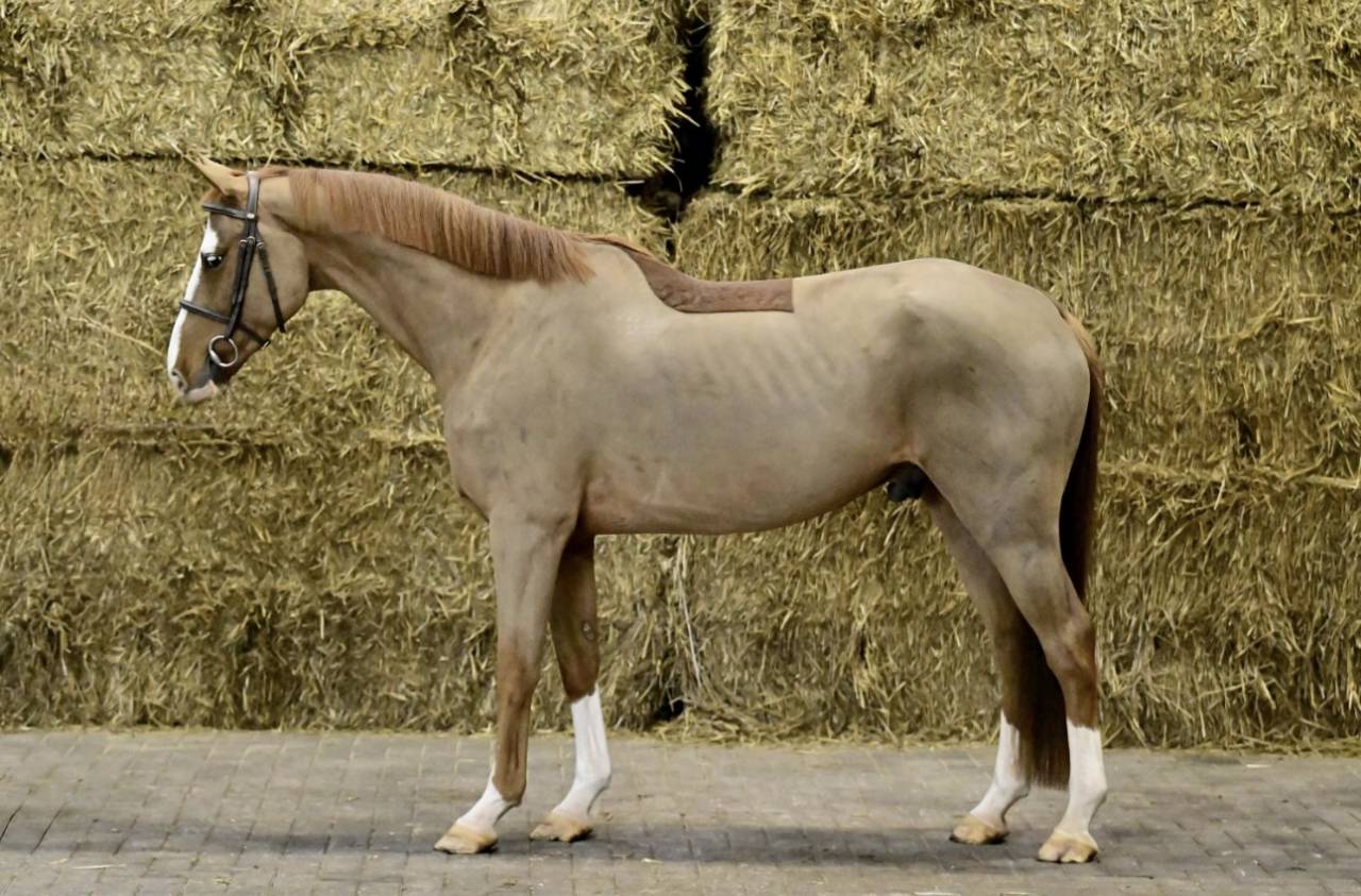 Caballo castrado Silla Franc&eacute;s En venta 2020 Alaz&aacute;n