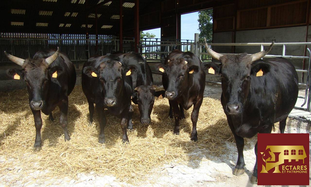 Propiedad ecuestre En venta Ain