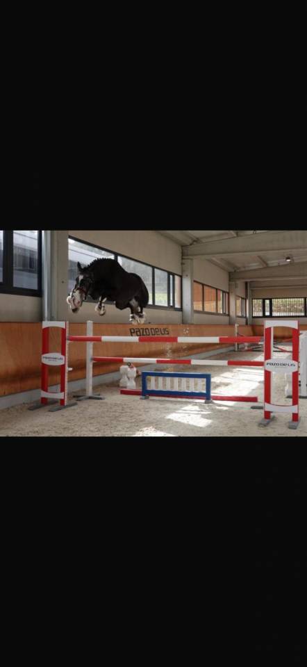 Caballo BWP castrado 10 a&ntilde;os. 178cm