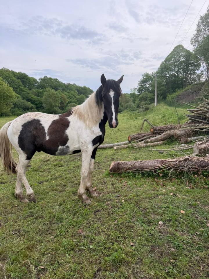 Caballo castrado Caballo de Deporte de Color En venta 2023 P&iacute;o