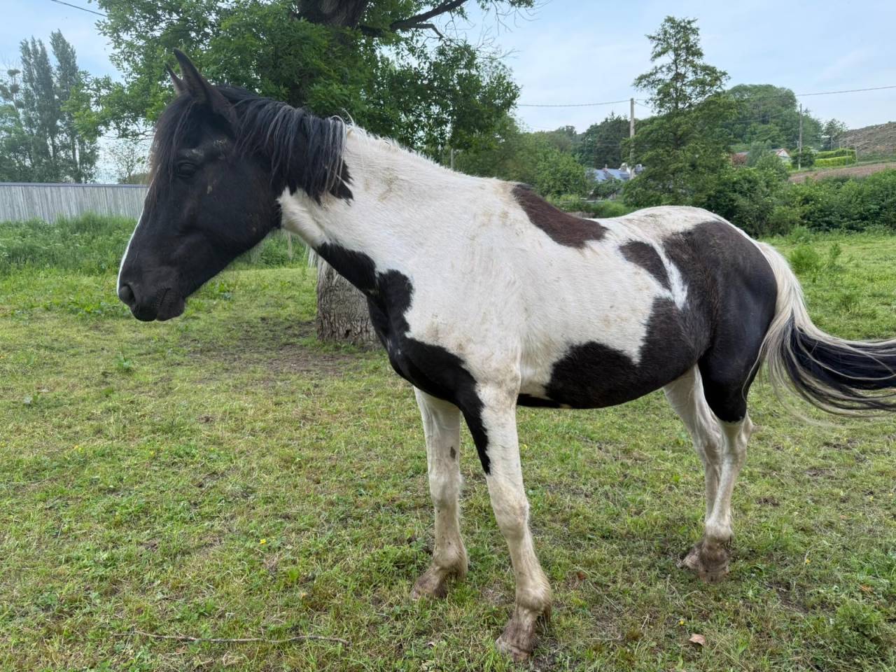 Caballo castrado Caballo de Deporte de Color En venta 2023 P&iacute;o