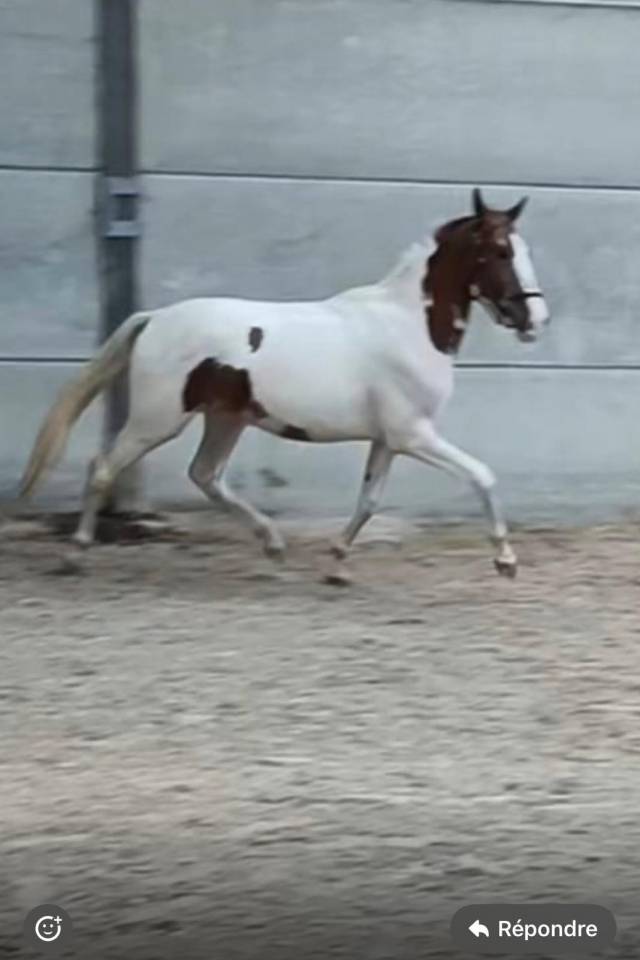 Caballo castrado Caballo de Deporte de Color En venta 2022 P&iacute;o