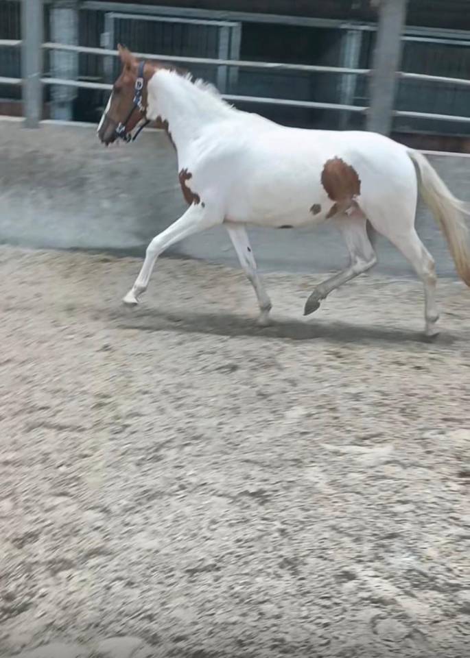 Caballo castrado Caballo de Deporte de Color En venta 2022 P&iacute;o
