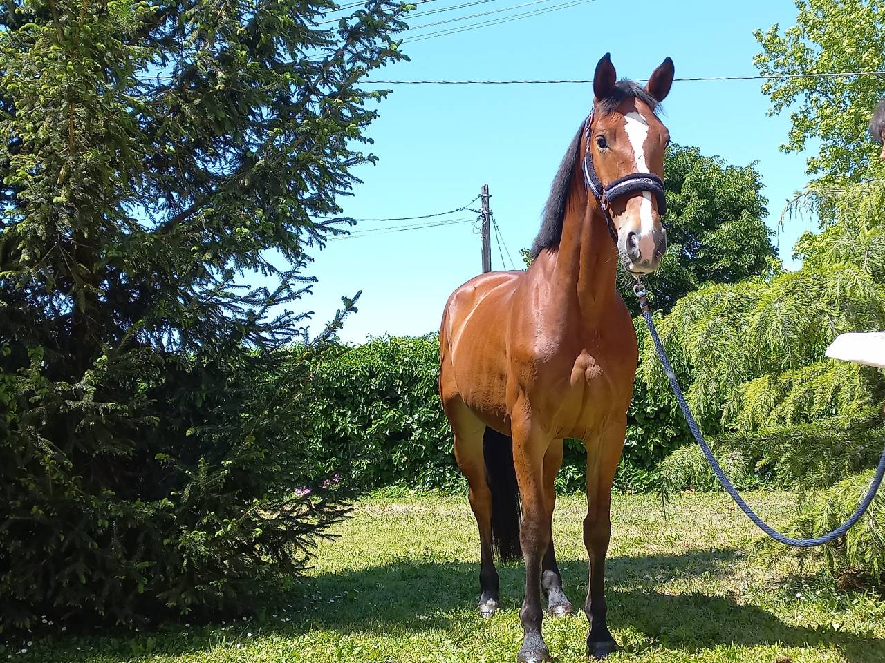 Yegua KWPN Caballo de Deporte Neerland&eacute;s En venta 2021 Bayo por Kallmar VDL