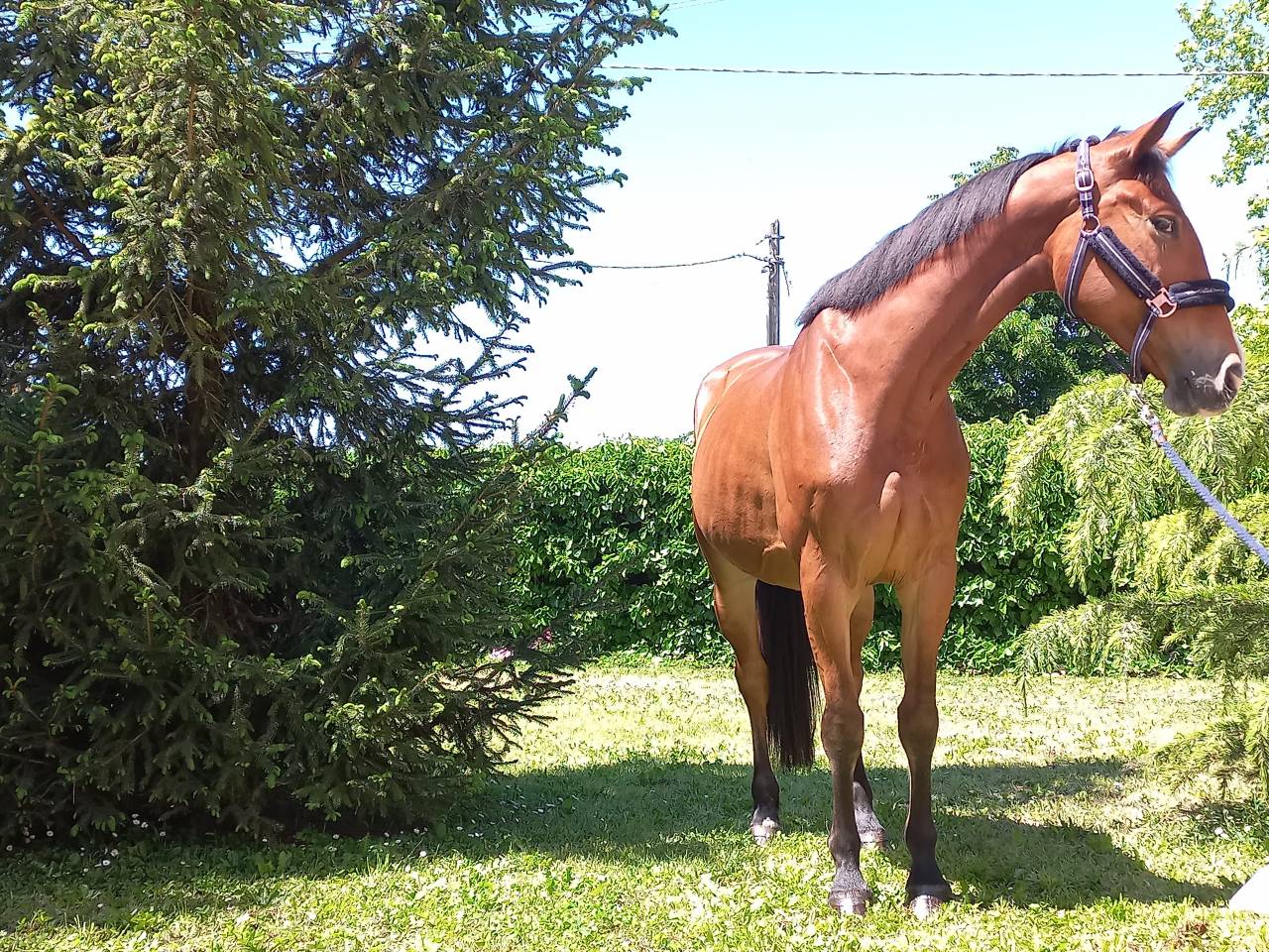 Yegua KWPN Caballo de Deporte Neerland&eacute;s En venta 2021 Bayo por Kallmar VDL