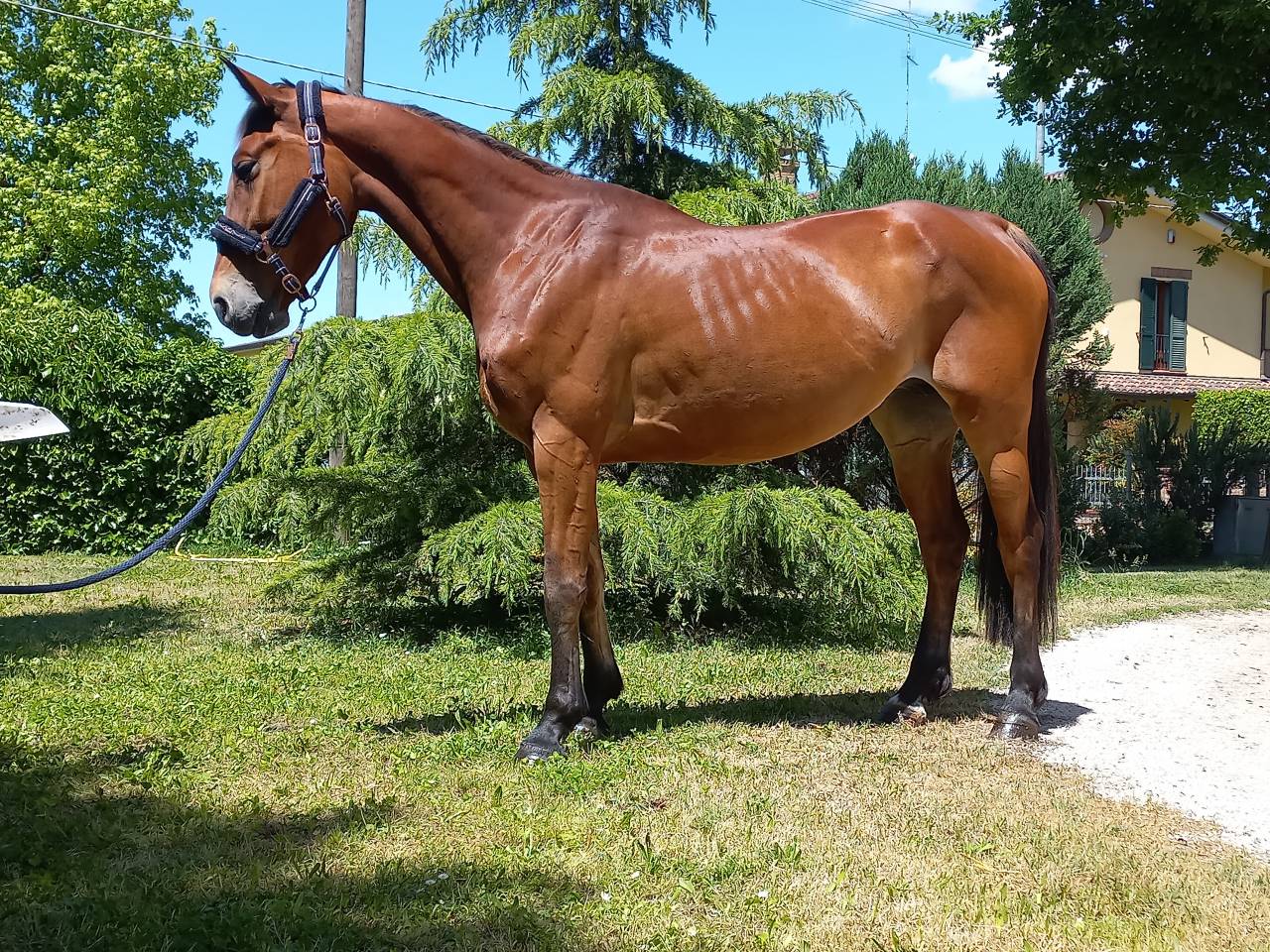Yegua KWPN Caballo de Deporte Neerland&eacute;s En venta 2021 Bayo por Kallmar VDL