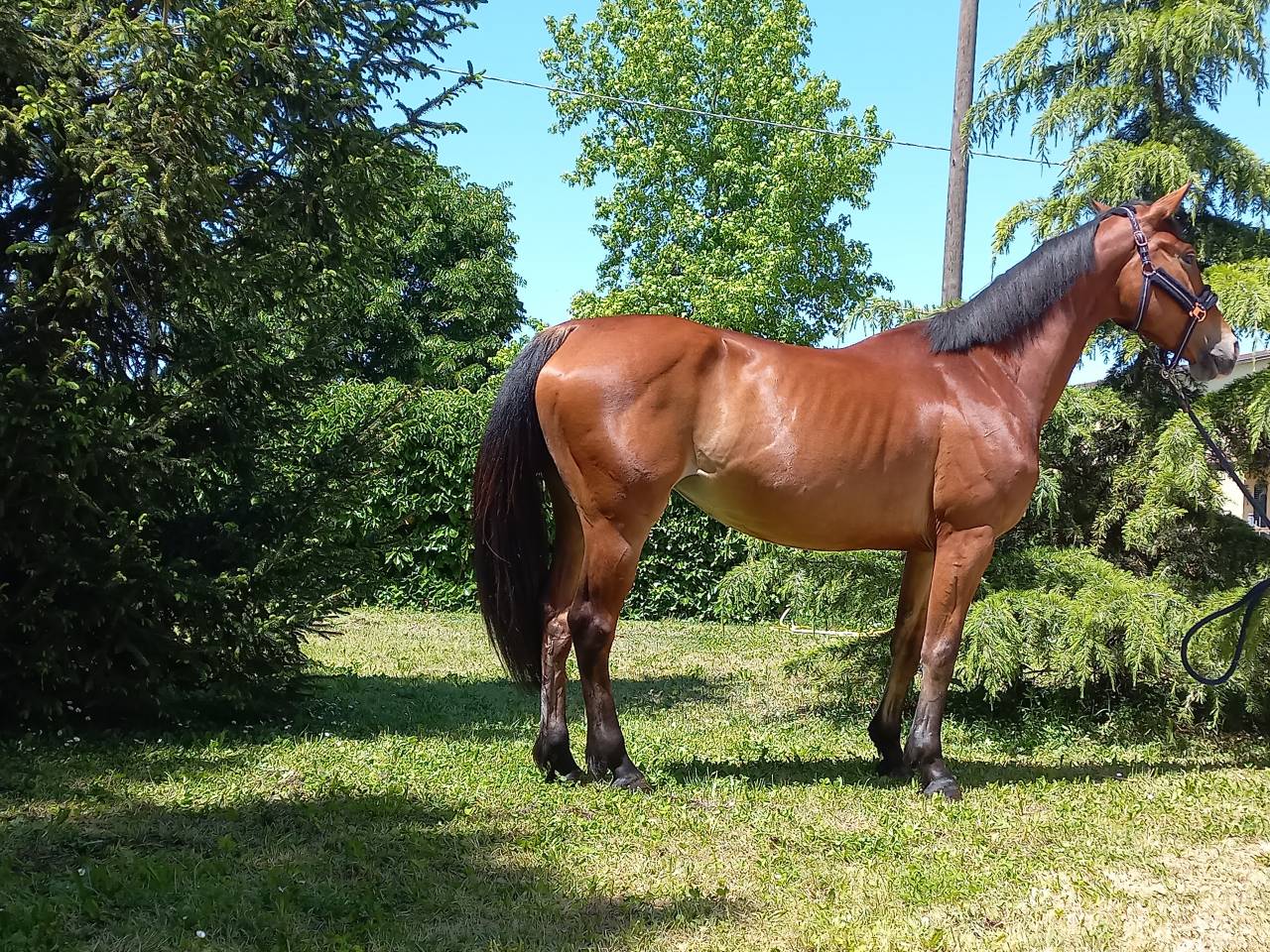 Yegua KWPN Caballo de Deporte Neerland&eacute;s En venta 2021 Bayo por Kallmar VDL