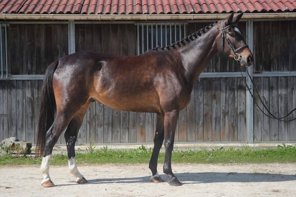 Caballo castrado Anglo-Arabe En venta 2022 Bayo moreno por UPSILON VAN DE HEFFINCK