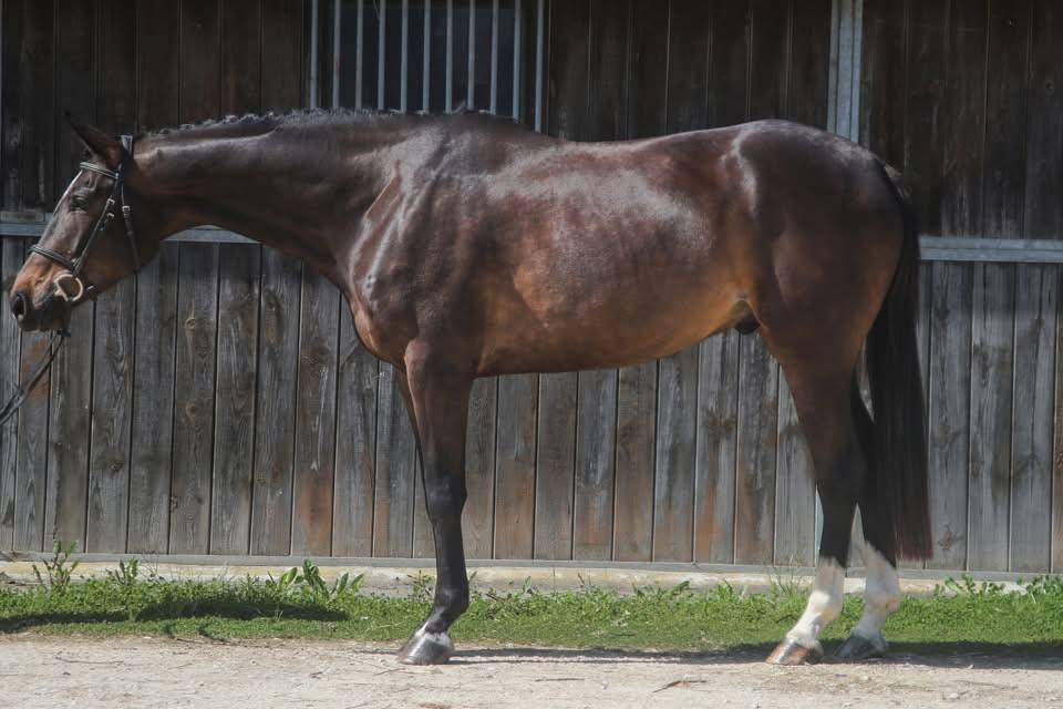 Caballo castrado Anglo-Arabe En venta 2022 Bayo moreno por UPSILON VAN DE HEFFINCK
