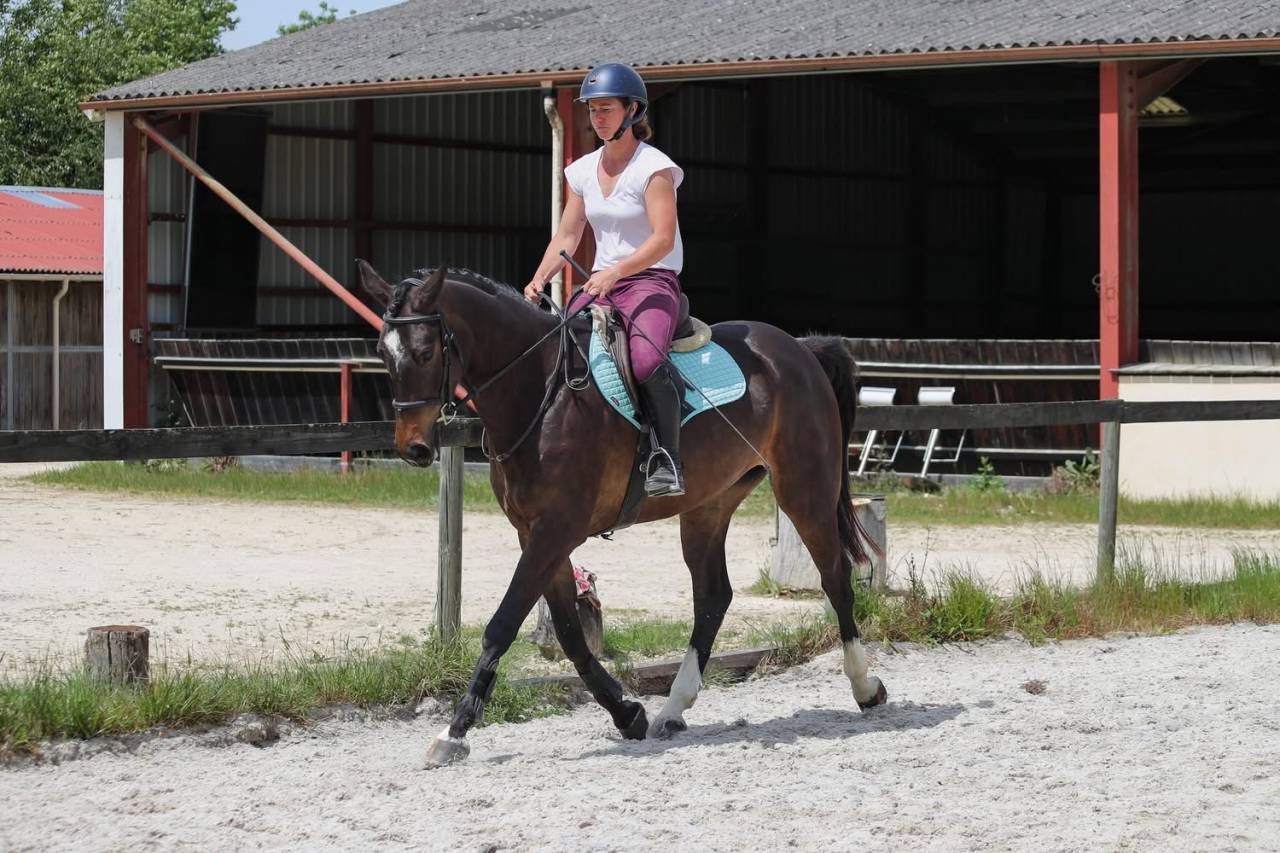 Caballo castrado Anglo-Arabe En venta 2022 Bayo moreno por UPSILON VAN DE HEFFINCK