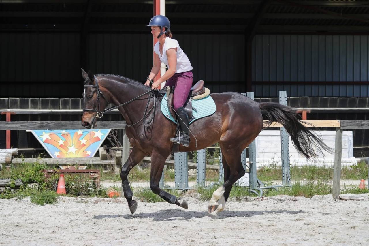 Caballo castrado Anglo-Arabe En venta 2022 Bayo moreno por UPSILON VAN DE HEFFINCK