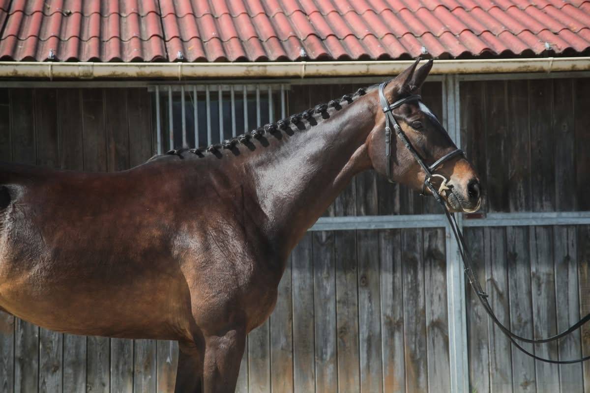 Caballo castrado Anglo-Arabe En venta 2022 Bayo moreno por UPSILON VAN DE HEFFINCK