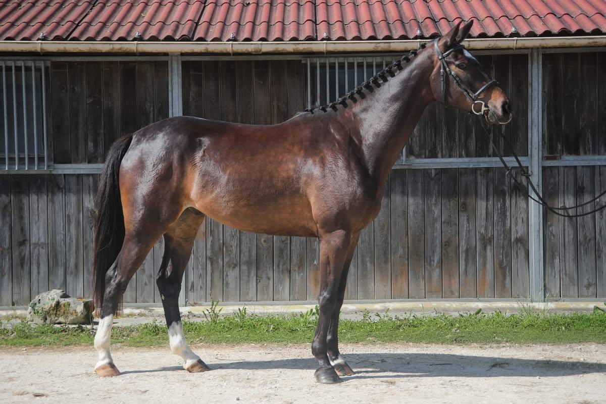 Caballo castrado Anglo-Arabe En venta 2022 Bayo moreno por UPSILON VAN DE HEFFINCK