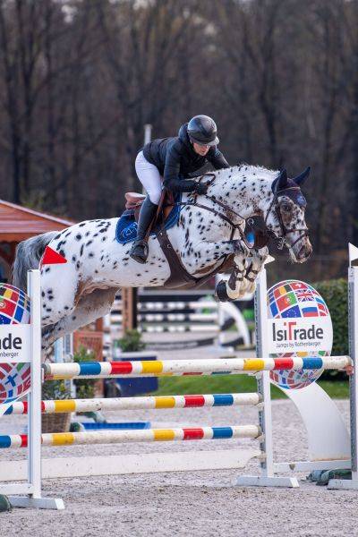 Potro sBs Caballo de Deporte Belga En venta 2025 Bayo moreno