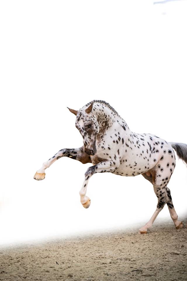 Potro sBs Caballo de Deporte Belga En venta 2025 Bayo moreno