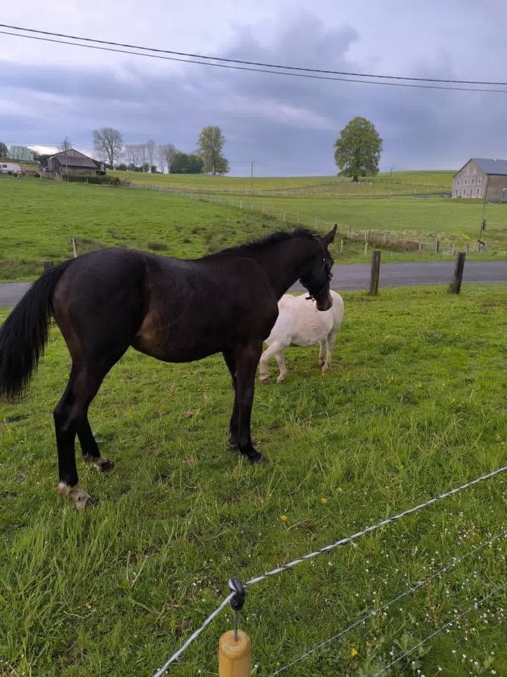 Potro sBs Caballo de Deporte Belga En venta 2025 Bayo moreno