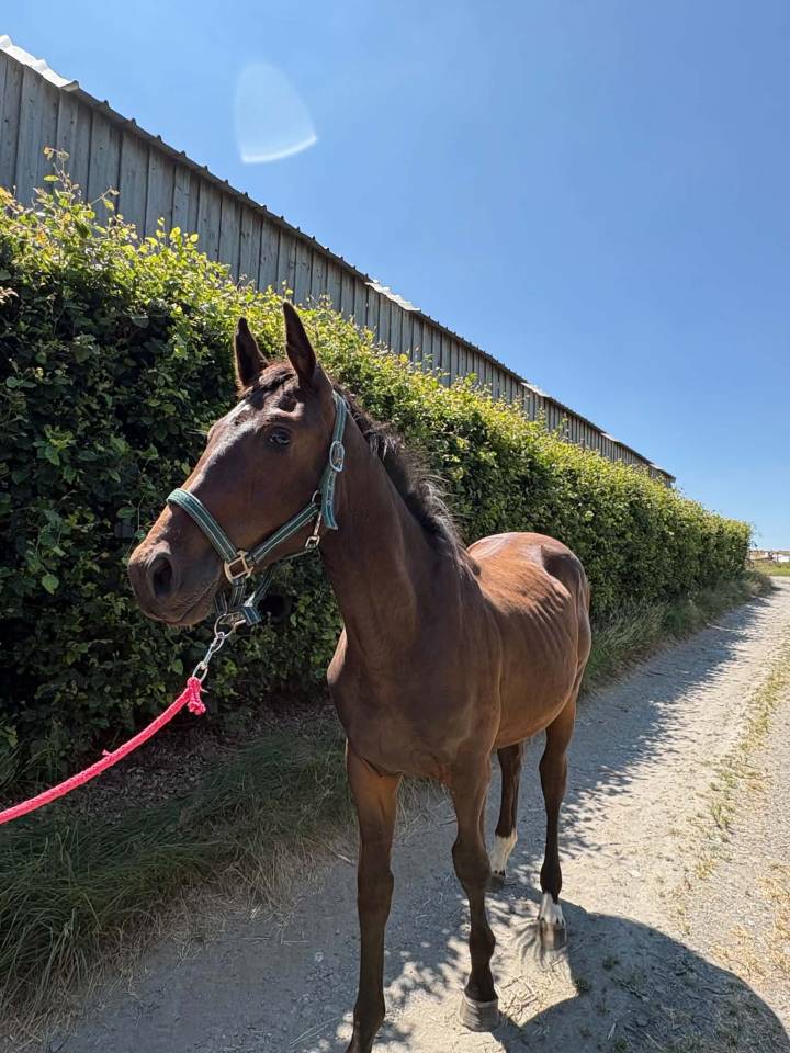 Potro sBs Caballo de Deporte Belga En venta 2025 Bayo moreno