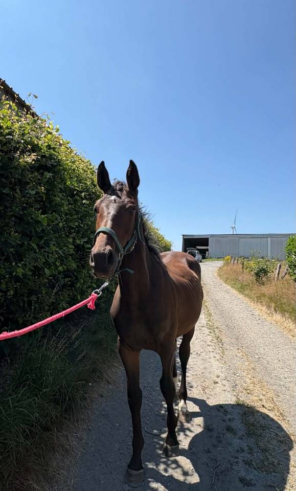 Potro sBs Caballo de Deporte Belga En venta 2025 Bayo moreno