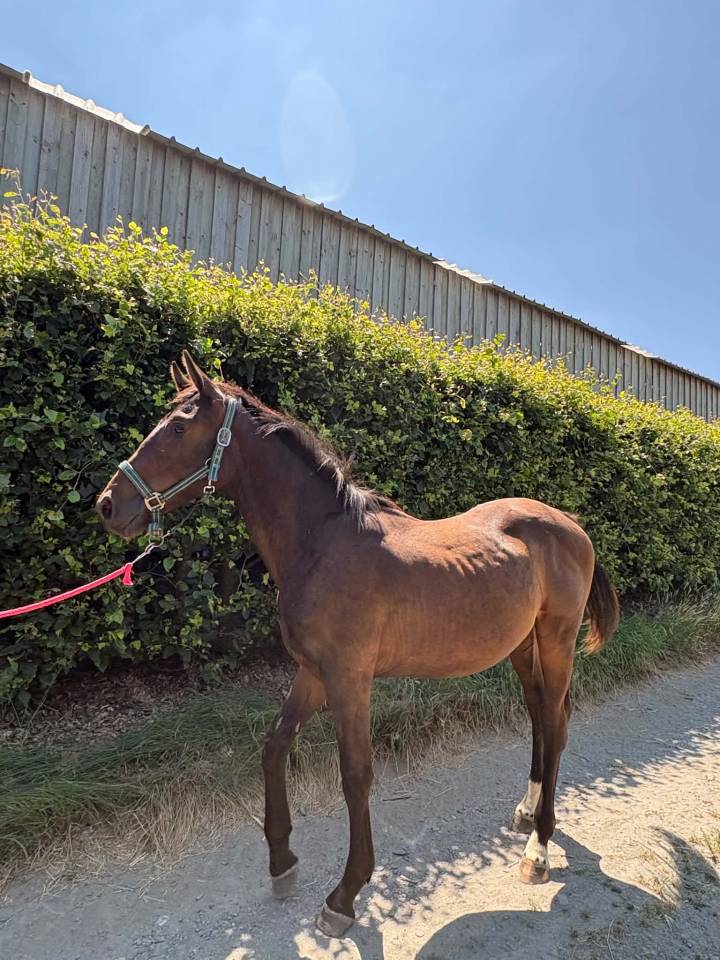 Potro sBs Caballo de Deporte Belga En venta 2025 Bayo moreno