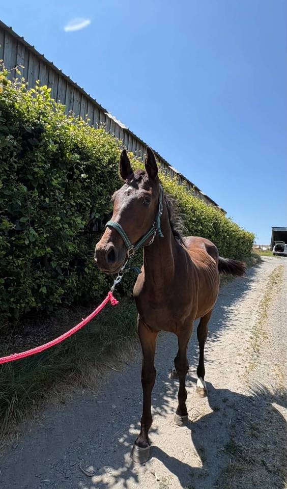 Potro sBs Caballo de Deporte Belga En venta 2025 Bayo moreno