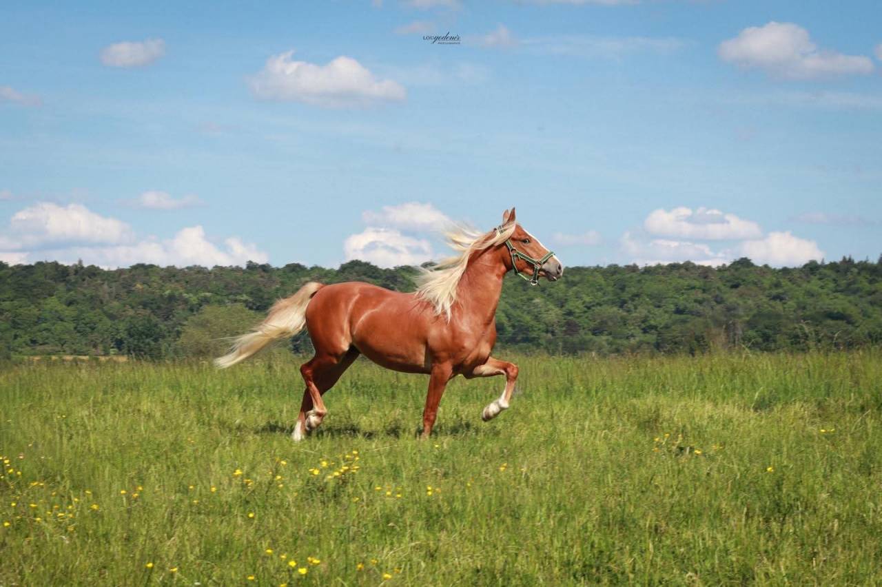 Caballo castrado PFS Poni Fran&ccedil;&eacute;s de Silla En venta 2023 Palomino por QUABAR DES MONCEAUX