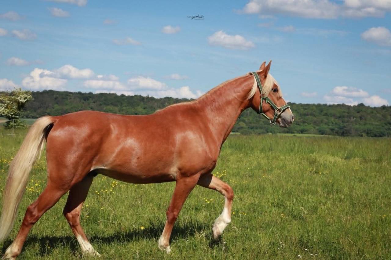 Caballo castrado PFS Poni Fran&ccedil;&eacute;s de Silla En venta 2023 Palomino por QUABAR DES MONCEAUX
