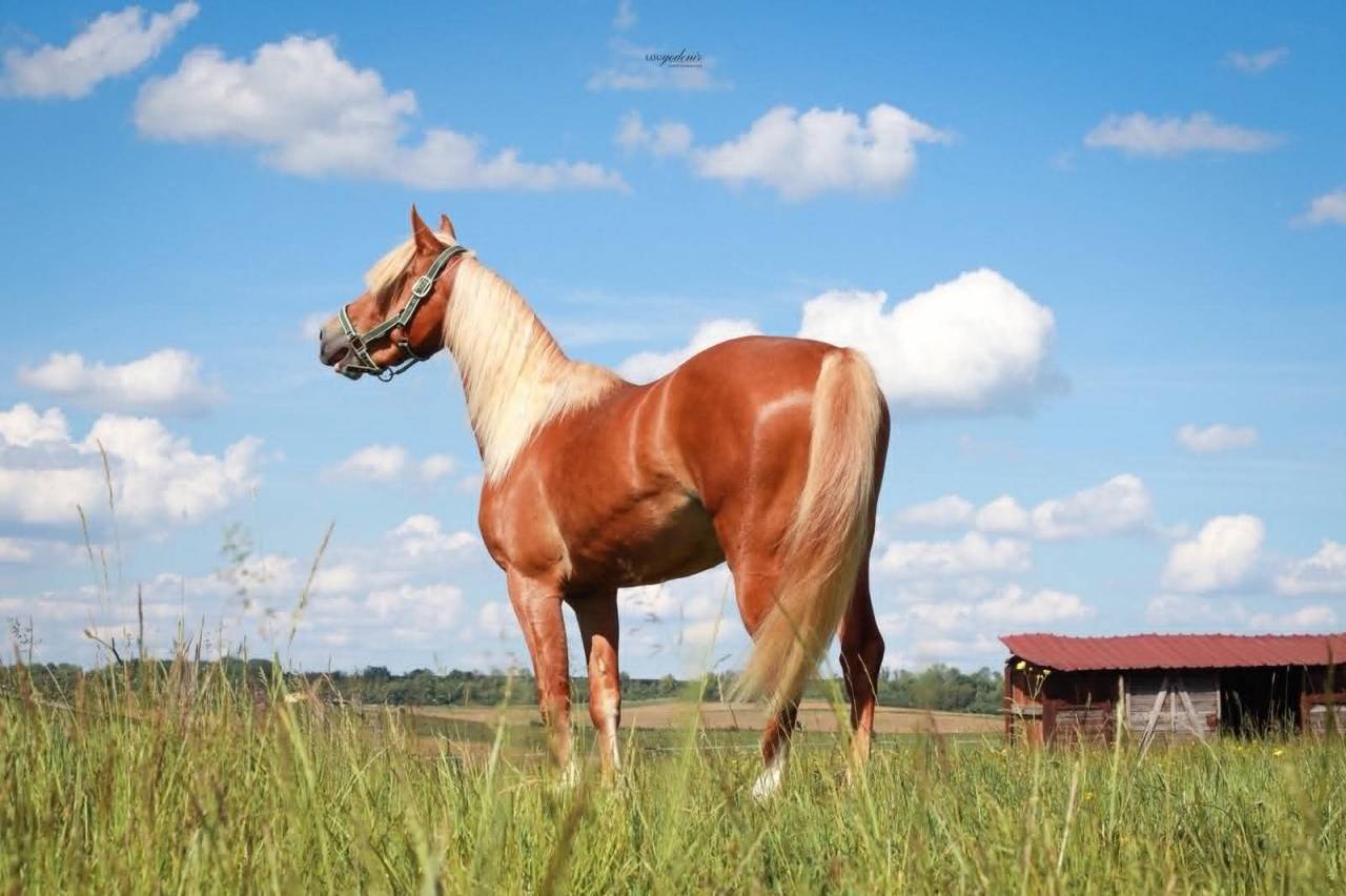 Caballo castrado PFS Poni Fran&ccedil;&eacute;s de Silla En venta 2023 Palomino por QUABAR DES MONCEAUX