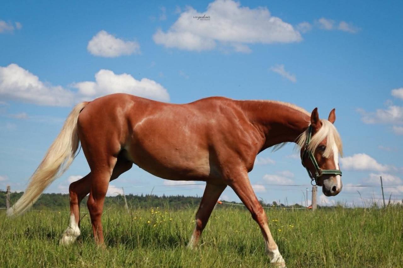 Caballo castrado PFS Poni Fran&ccedil;&eacute;s de Silla En venta 2023 Palomino por QUABAR DES MONCEAUX