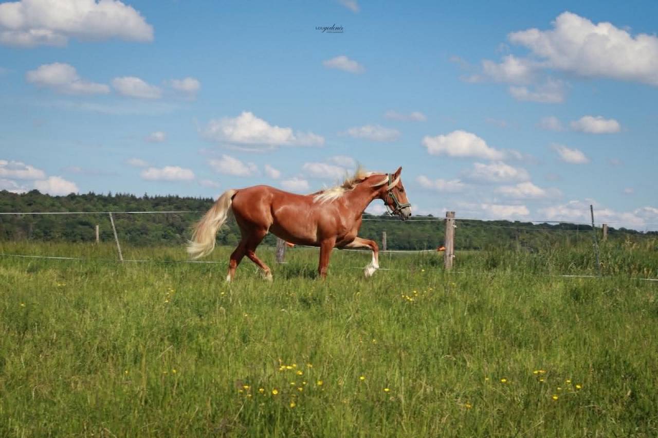 Caballo castrado PFS Poni Fran&ccedil;&eacute;s de Silla En venta 2023 Palomino por QUABAR DES MONCEAUX