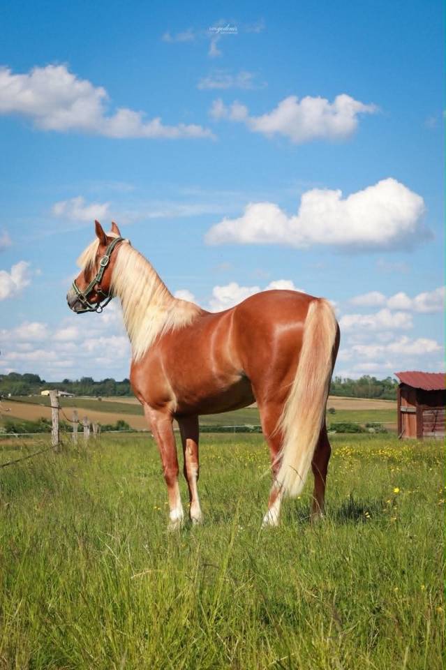 Caballo castrado PFS Poni Fran&ccedil;&eacute;s de Silla En venta 2023 Palomino por QUABAR DES MONCEAUX
