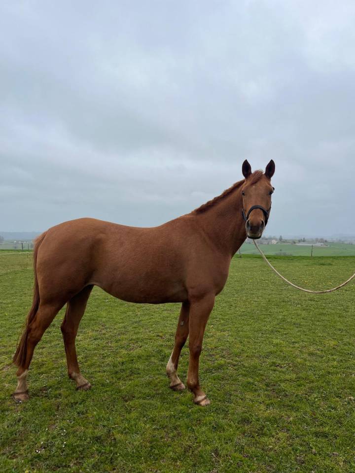 Caballo castrado Media Sangre Arabe En venta 2019 Alaz&aacute;n por CALCIUM ARTAGNAN AA