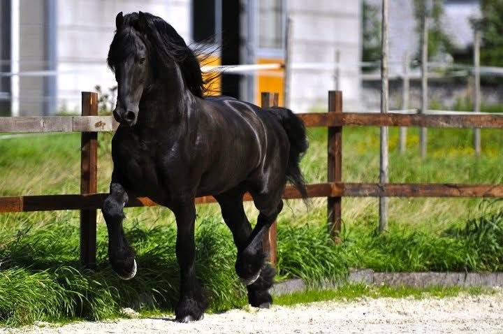 Potro Fris&oacute;n En venta 2026 Negro