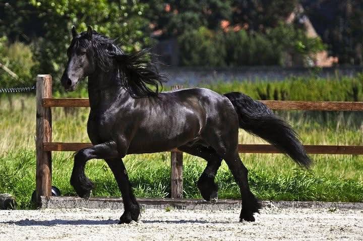 Potro Fris&oacute;n En venta 2026 Negro