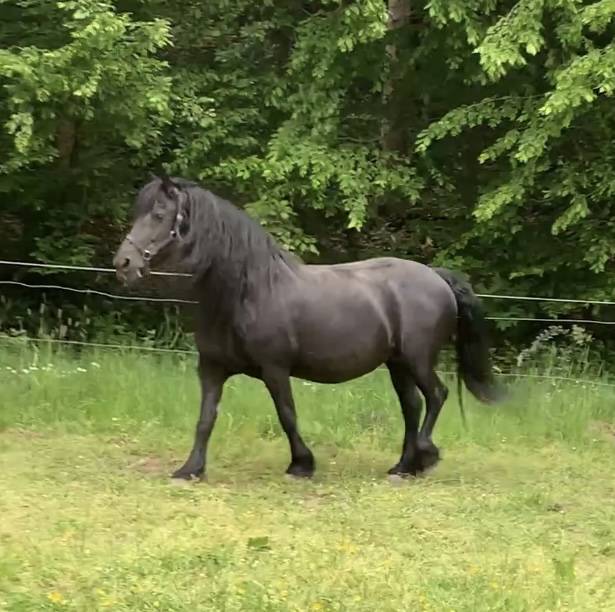 Potro Fris&oacute;n En venta 2026 Negro
