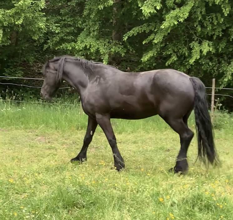 Potro Fris&oacute;n En venta 2026 Negro