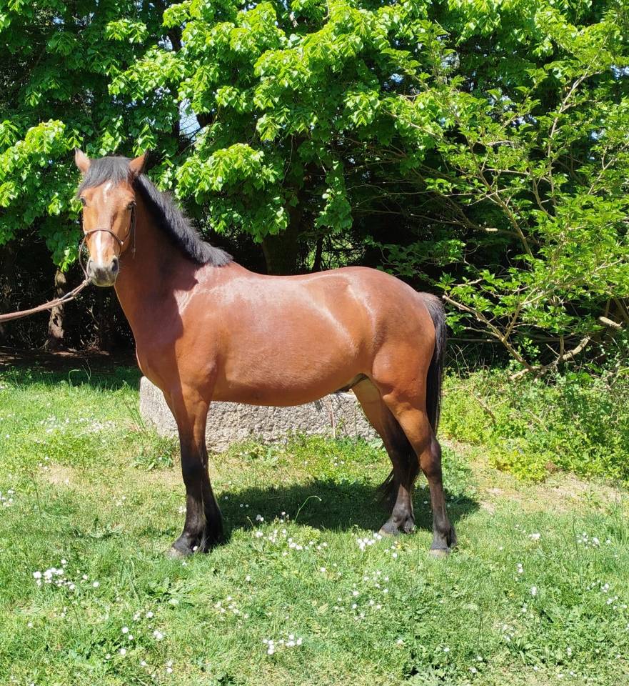 Caballo castrado Connemara En venta 2022 Negro